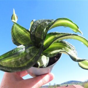 Sansevieria Curly Spiral Star