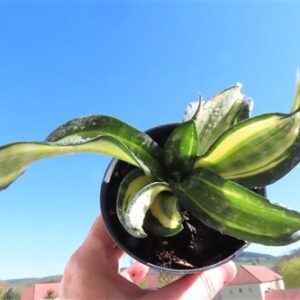 Sansevieria Curly Spiral Star