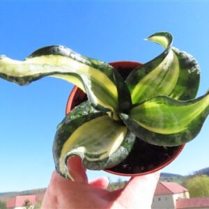 Sansevieria Curly Spiral Star