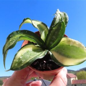 Sansevieria Curly Spiral Star