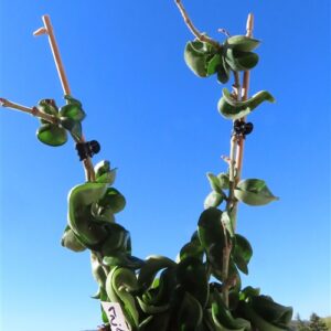 Hoya carnosa compacta krinkle