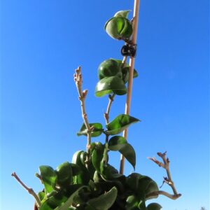 Hoya carnosa compacta krinkle