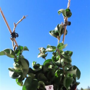 Hoya carnosa compacta krinkle
