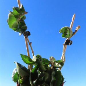 Hoya carnosa compacta krinkle