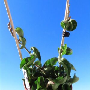 Hoya carnosa compacta krinkle
