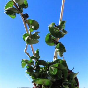 Hoya carnosa compacta krinkle