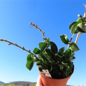 Hoya carnosa compacta krinkle