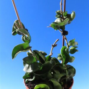 Hoya carnosa compacta krinkle