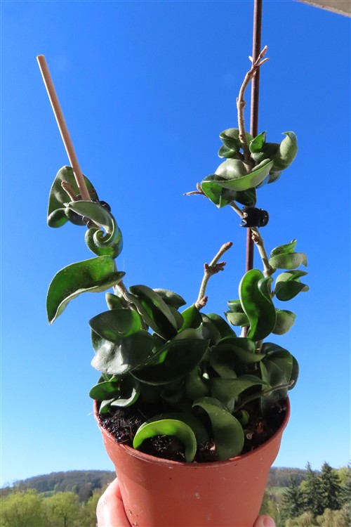 Hoya carnosa compacta krinkle