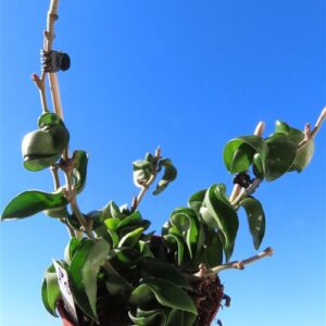 Hoya carnosa compacta krinkle