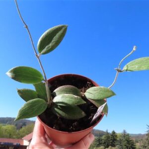 Hoya fitchii