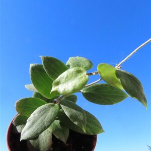 Hoya fitchii