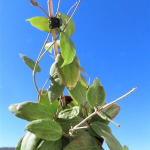 Hoya fitchii
