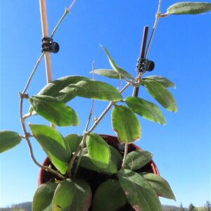 Hoya fitchii