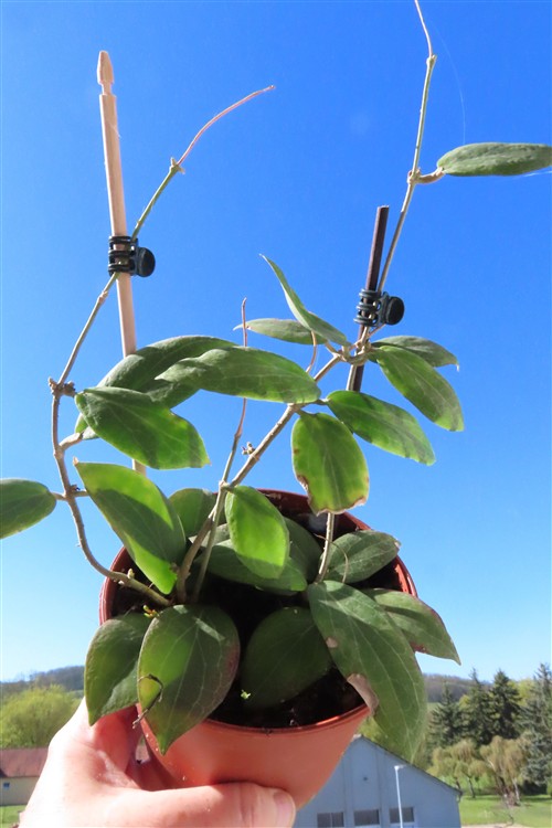 Hoya fitchii