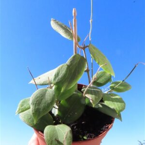 Hoya fitchii