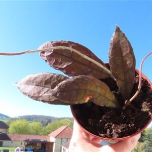 Hoya clemensiorum Dark Leaf