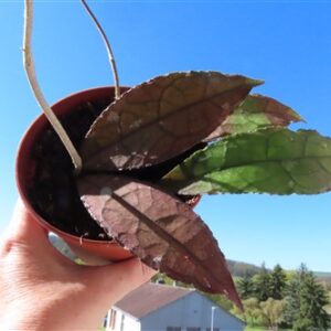 Hoya clemensiorum Dark Leaf