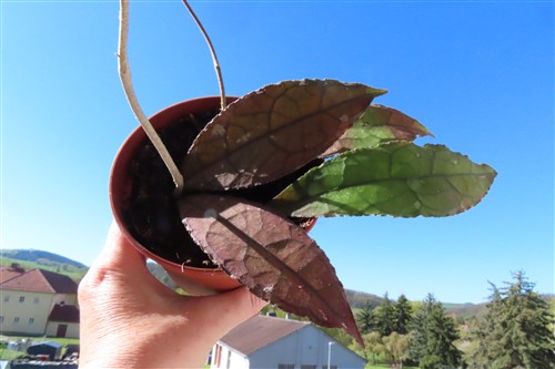 Hoya clemensiorum Dark Leaf