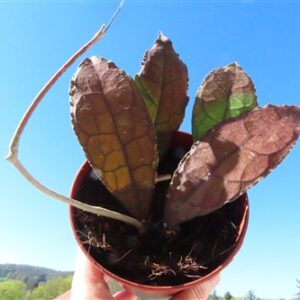 Hoya clemensiorum Dark Leaf