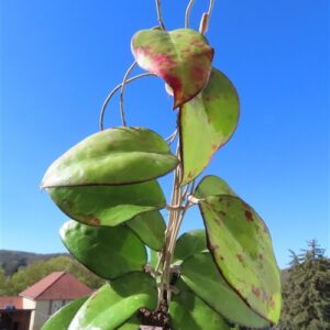 Hoya sp. Malang