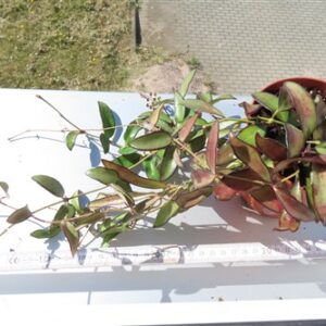 Hoya Rosita