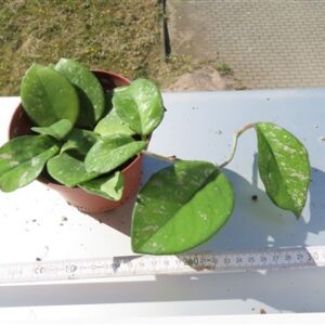 Hoya Freckles Splash