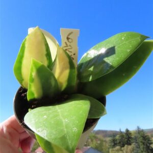 Hoya acuta albo variegata
