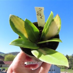 Hoya acuta albo variegata