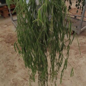Hoya linearis