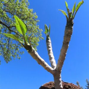 Plumeria Dwarf