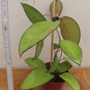 Hoya sp. Malang