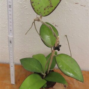 Hoya sp. Malang