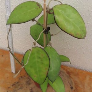 Hoya sp. Malang