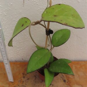 Hoya sp. Malang