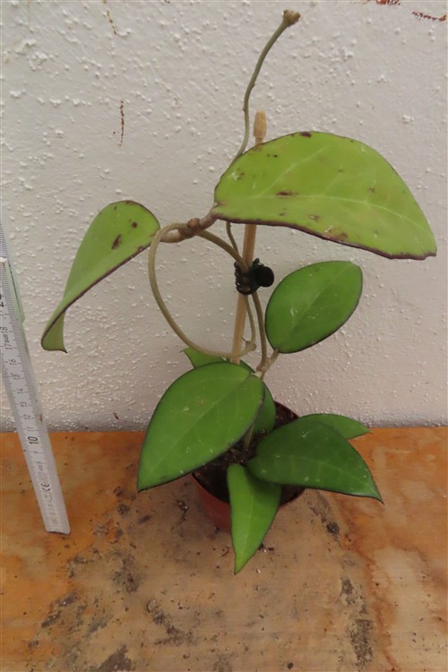 Hoya sp. Malang