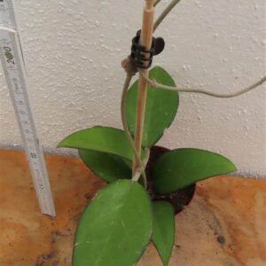 Hoya sp. Malang