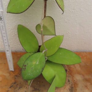 Hoya sp. Malang