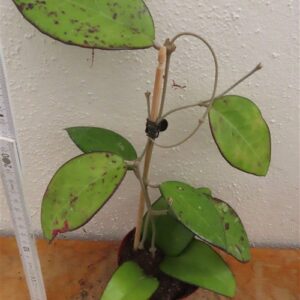 Hoya sp. Malang