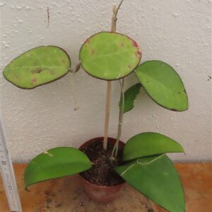 Hoya sp. Malang