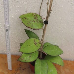 Hoya sp. Malang
