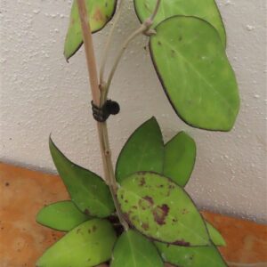Hoya sp. Malang