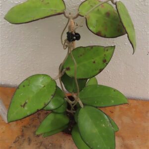 Hoya sp. Malang
