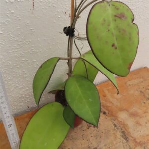 Hoya sp. Malang