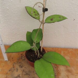 Hoya sp. Malang