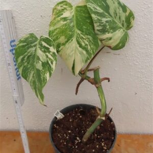 Monstera Delicosa variegata