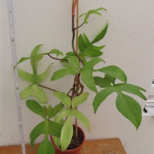 Philodendron Florida Ghost