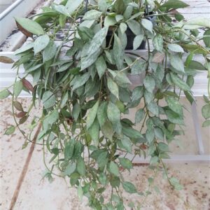 Hoya lacunosa Laos