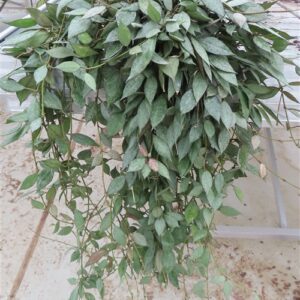 Hoya lacunosa Laos