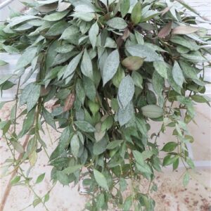 Hoya lacunosa Laos